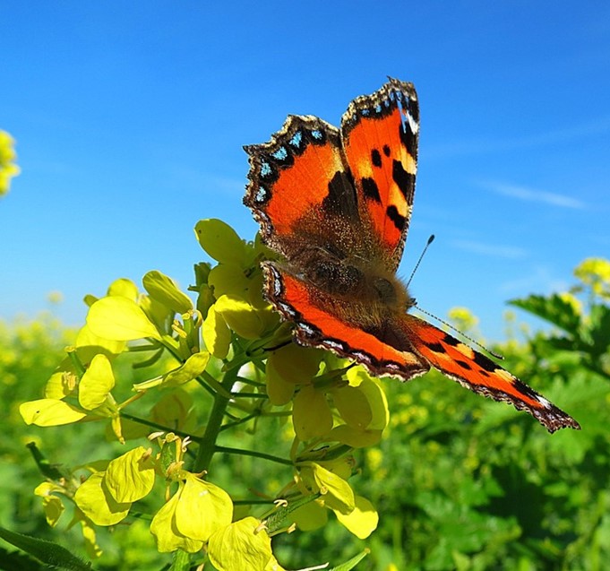 zomer