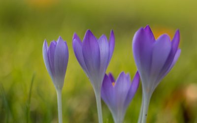 Krokus