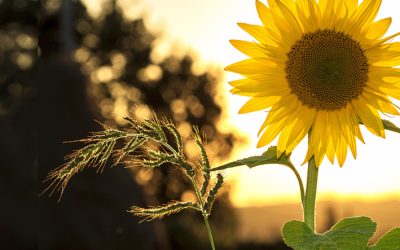 Zonnebloem nld